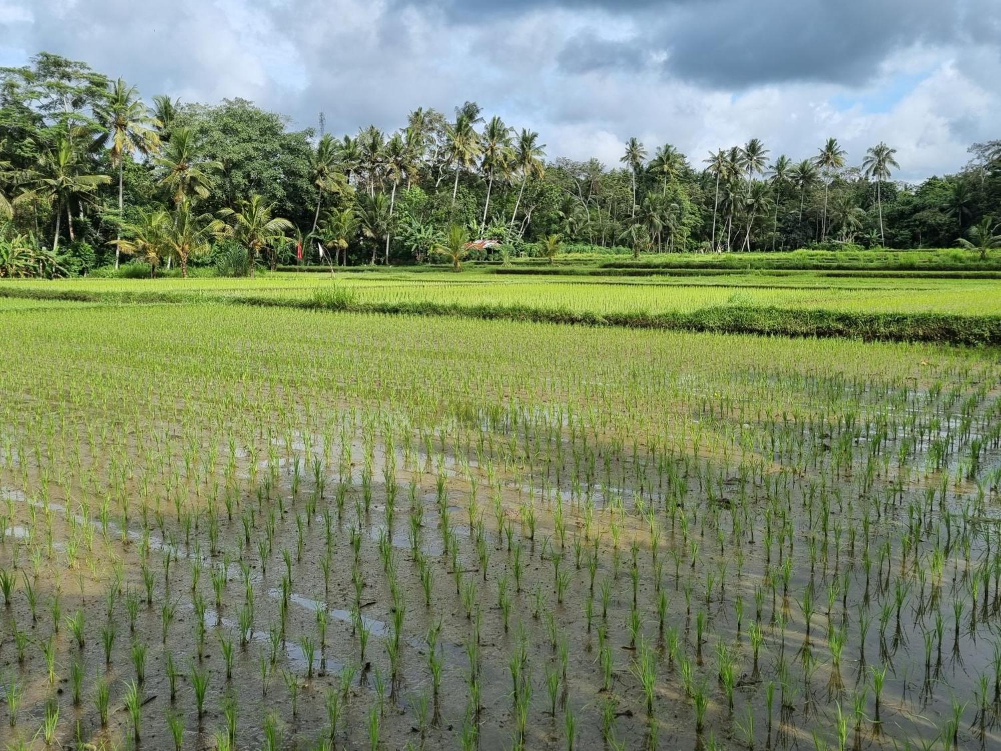 New 4 Bedroom Villa Surrounded By Jungle And Ricefields Ubud Eksteriør billede