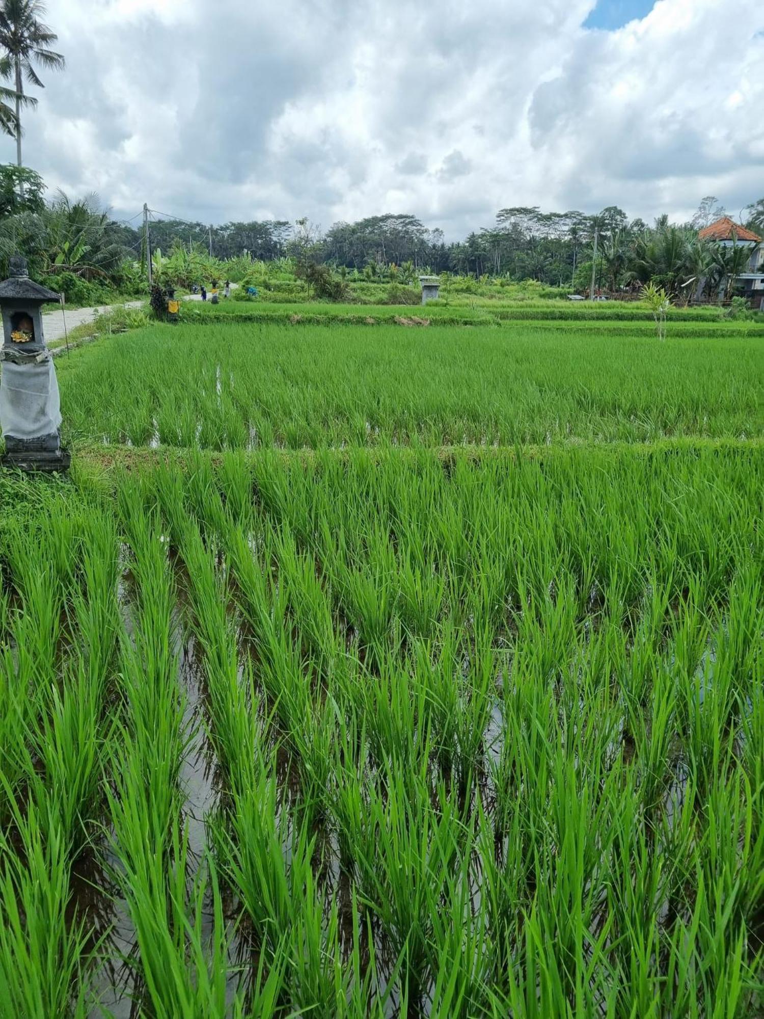 New 4 Bedroom Villa Surrounded By Jungle And Ricefields Ubud Eksteriør billede